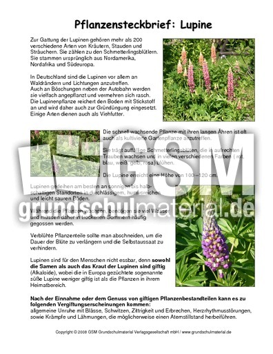 Steckbrief-Lupine.pdf